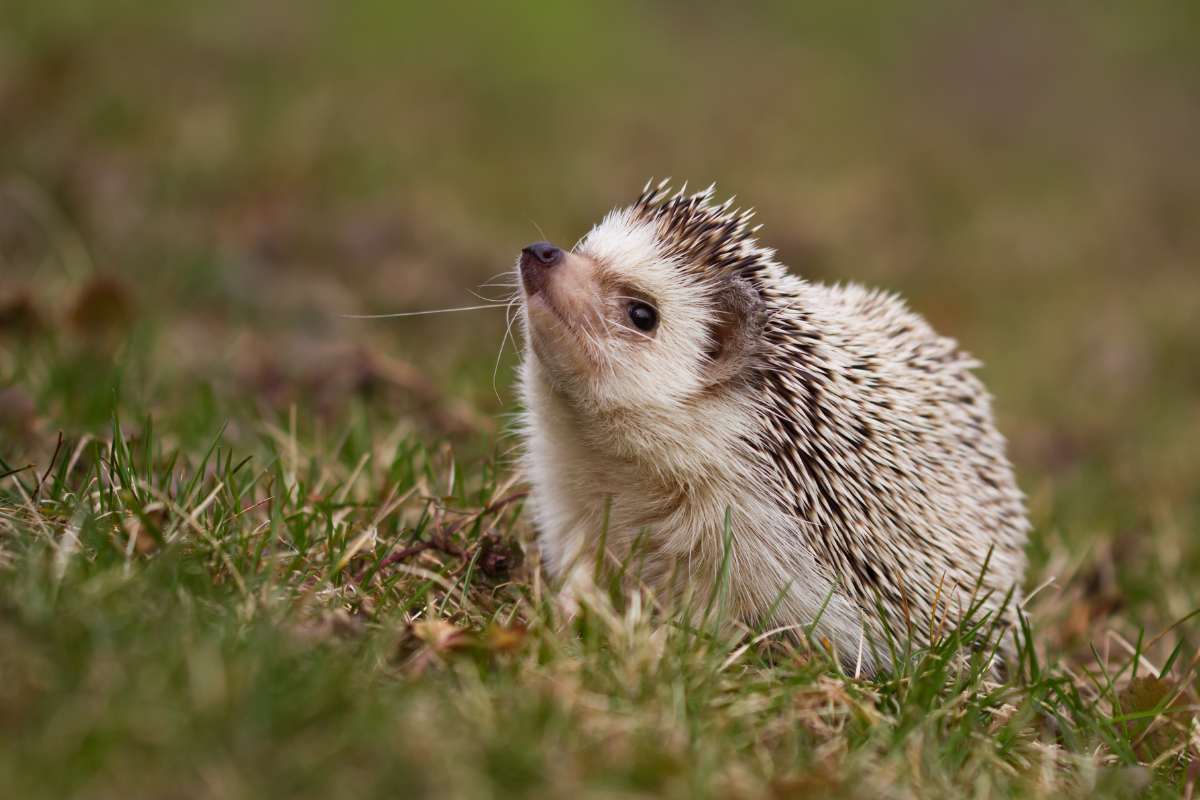 hérisson dans le jardin signification