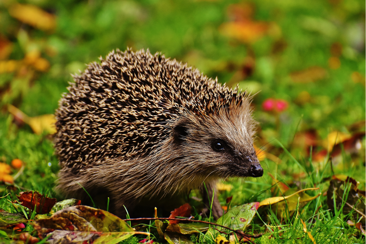 hérisson dans le jardin signification