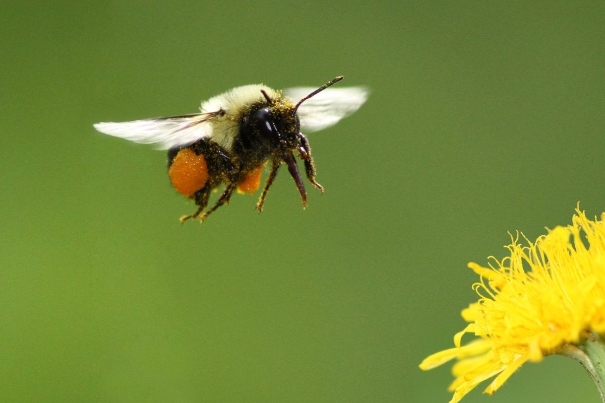 insecte dans le jardin