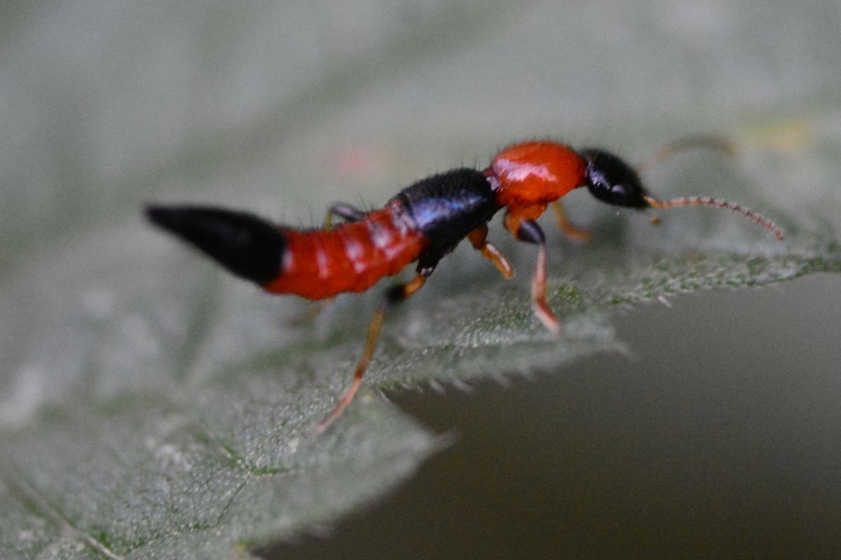 insecte dans le jardin